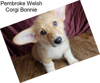 Pembroke Welsh Corgi Bonnie