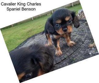 Cavalier King Charles Spaniel Benson