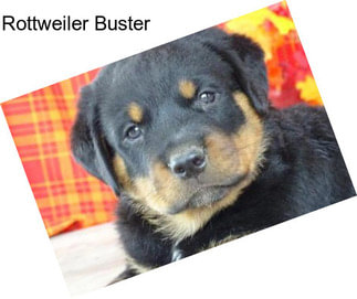 Rottweiler Buster