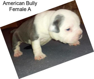 American Bully Female A