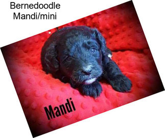 Bernedoodle Mandi/mini