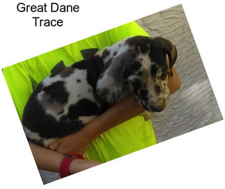 Great Dane Trace