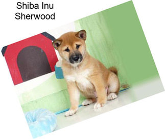 Shiba Inu Sherwood