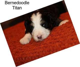 Bernedoodle Titan