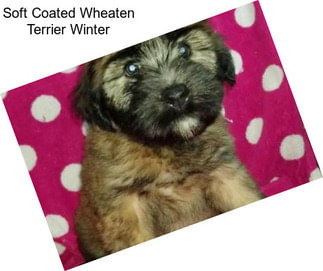 Soft Coated Wheaten Terrier Winter