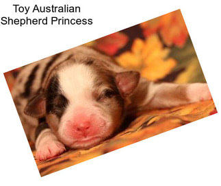 Toy Australian Shepherd Princess