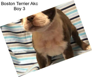 Boston Terrier Akc Boy 3