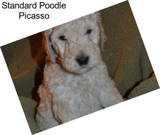 Standard Poodle Picasso