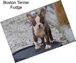 Boston Terrier Fudge