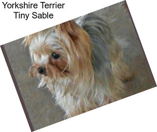 Yorkshire Terrier Tiny Sable
