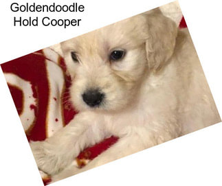 Goldendoodle Hold Cooper