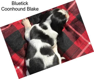Bluetick Coonhound Blake