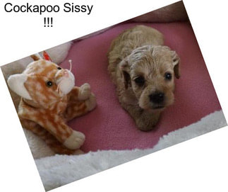 Cockapoo Sissy !!!