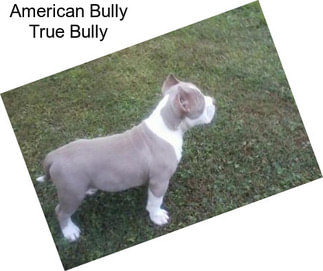 American Bully True Bully