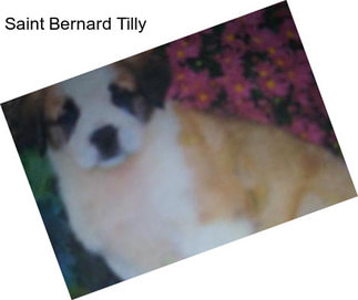 Saint Bernard Tilly