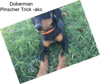 Doberman Pinscher Trick -akc