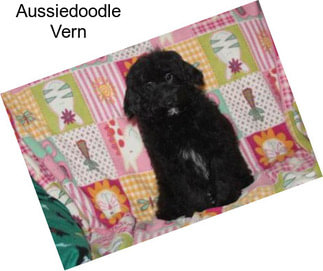 Aussiedoodle Vern