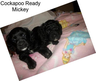 Cockapoo Ready Mickey