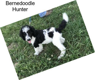 Bernedoodle Hunter