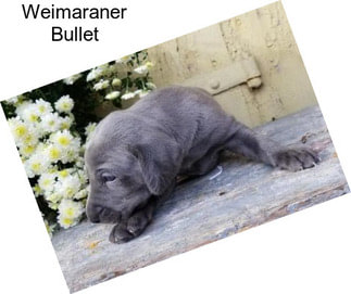 Weimaraner Bullet