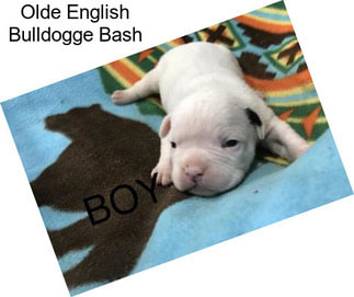 Olde English Bulldogge Bash