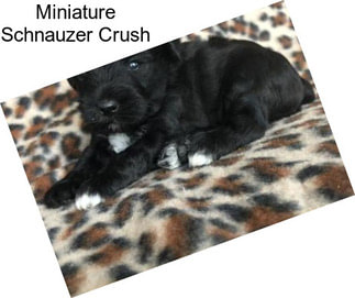 Miniature Schnauzer Crush