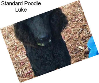 Standard Poodle Luke