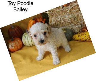 Toy Poodle Bailey