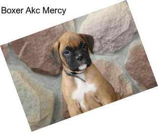 Boxer Akc Mercy