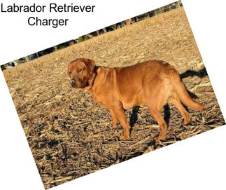 Labrador Retriever Charger