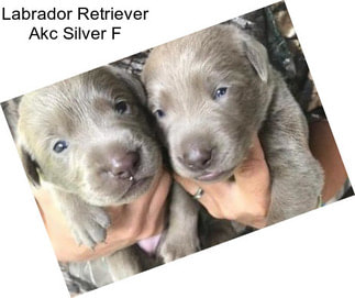 Labrador Retriever Akc Silver F