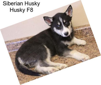 Siberian Husky Husky F8