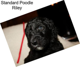 Standard Poodle Riley