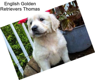 English Golden Retrievers Thomas