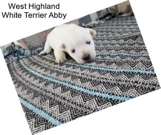 West Highland White Terrier Abby