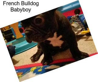 French Bulldog Babyboy