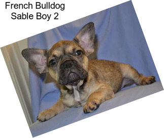 French Bulldog Sable Boy 2