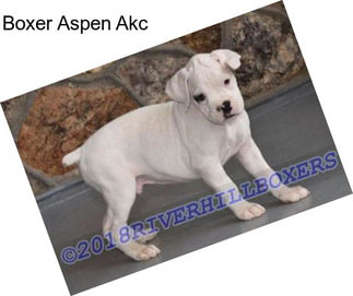 Boxer Aspen Akc