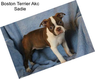 Boston Terrier Akc Sadie