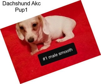 Dachshund Akc Pup1