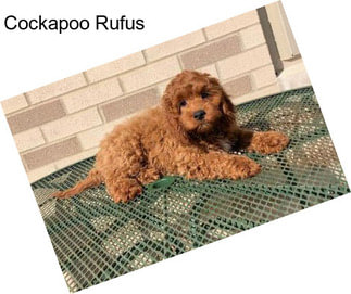 Cockapoo Rufus