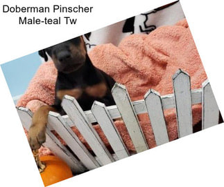 Doberman Pinscher Male-teal Tw