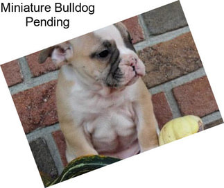 Miniature Bulldog Pending