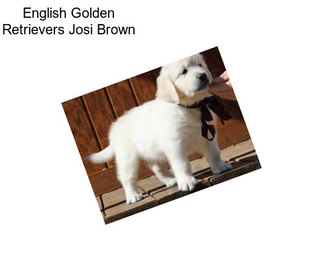 English Golden Retrievers Josi Brown