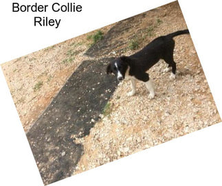 Border Collie Riley