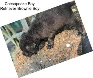 Chesapeake Bay Retriever Brownie Boy