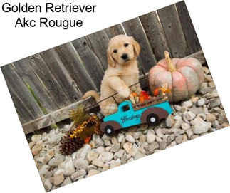 Golden Retriever Akc Rougue