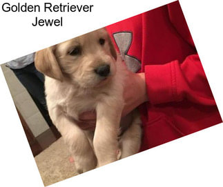 Golden Retriever Jewel