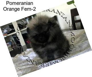 Pomeranian Orange Fem-2
