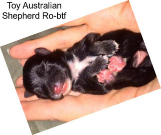 Toy Australian Shepherd Ro-btf